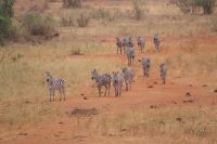 399 Zebras im Anmarsch