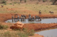 400 Zebras am Wasserloch