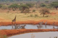 415 Impressionen Wasserloch Kilaguni Lodge