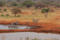 416 Impressionen Wasserloch Kilaguni Lodge