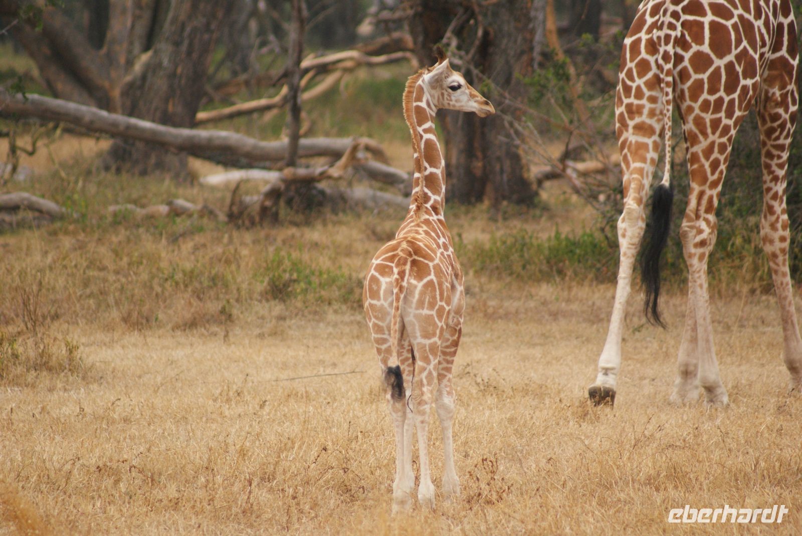 23 Giraffenjungtier