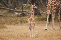 23 Giraffenjungtier