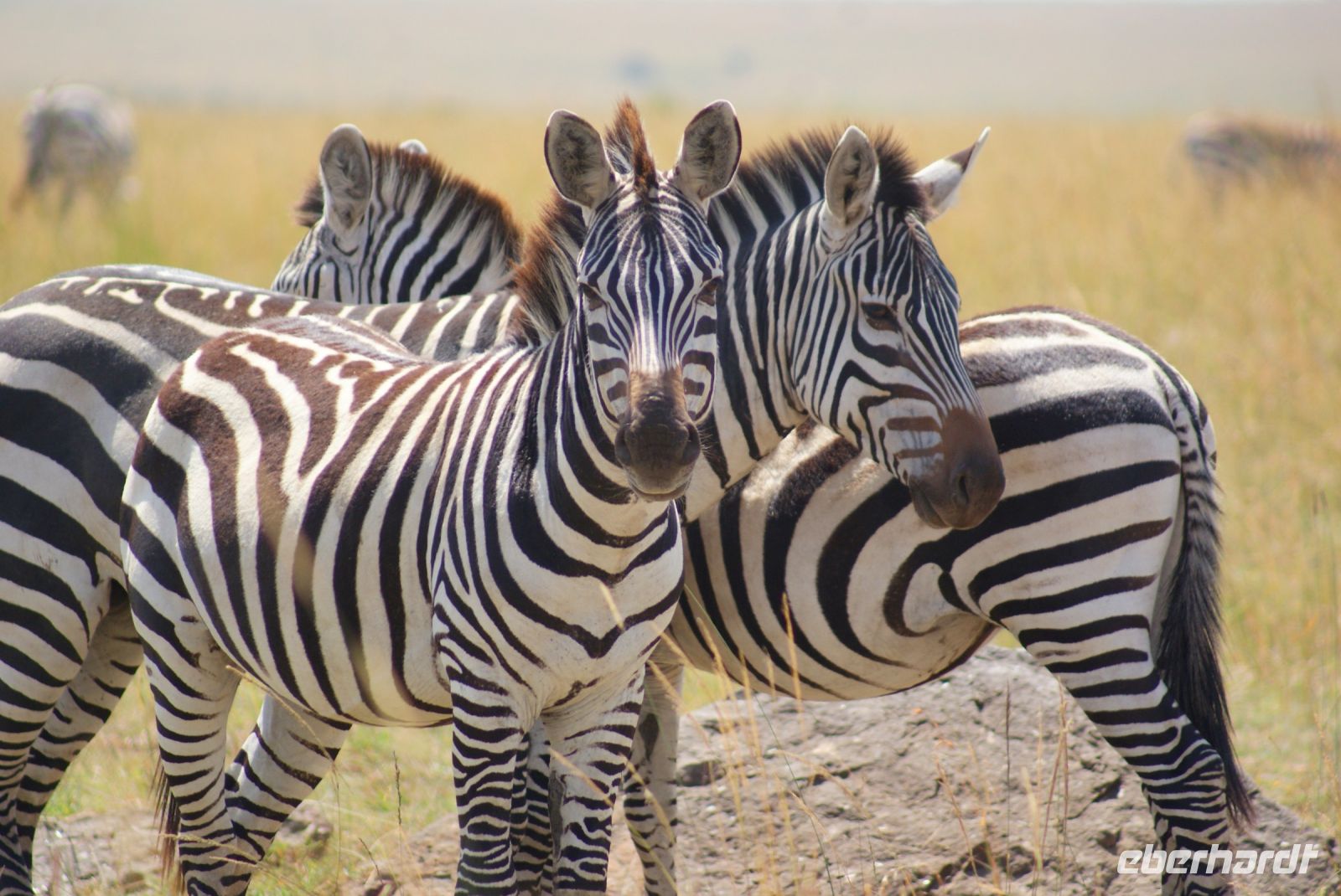 230 Zebras