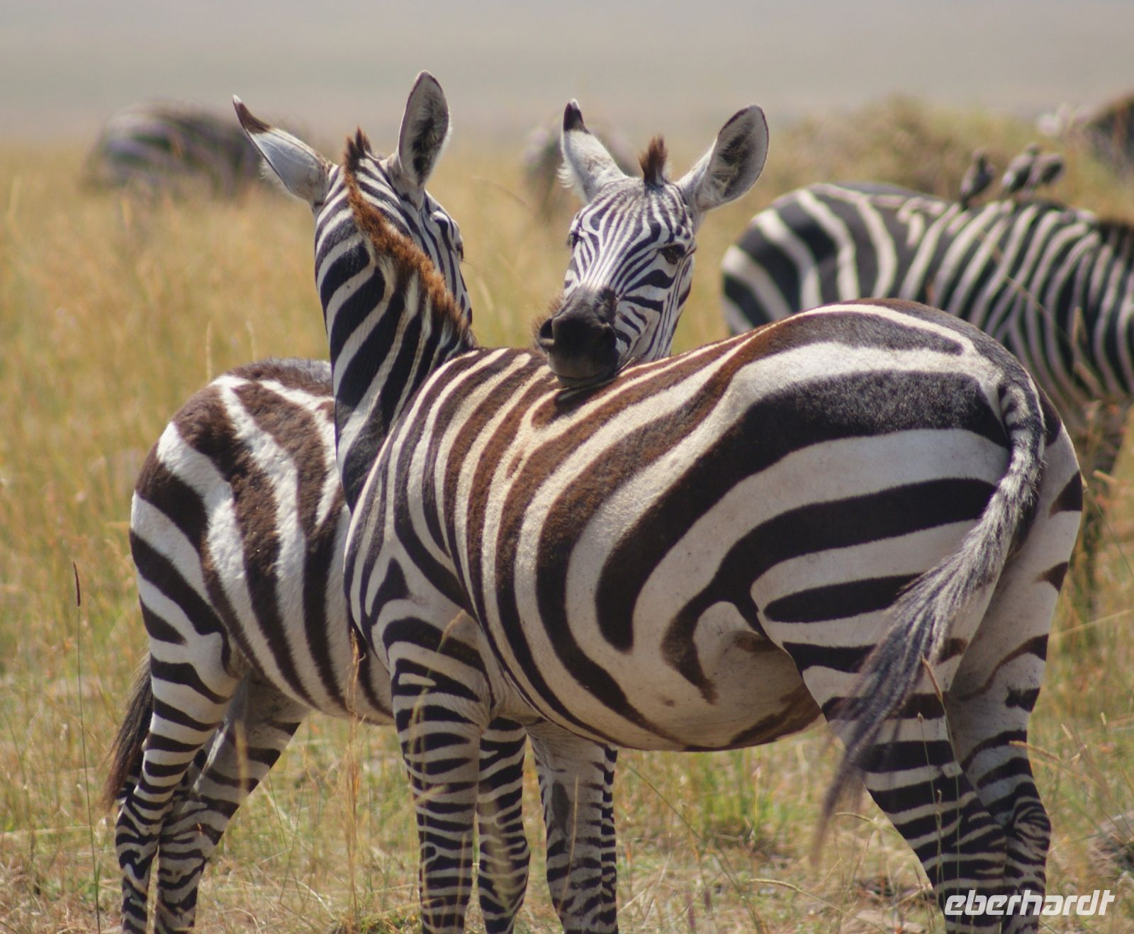 231 Zebras