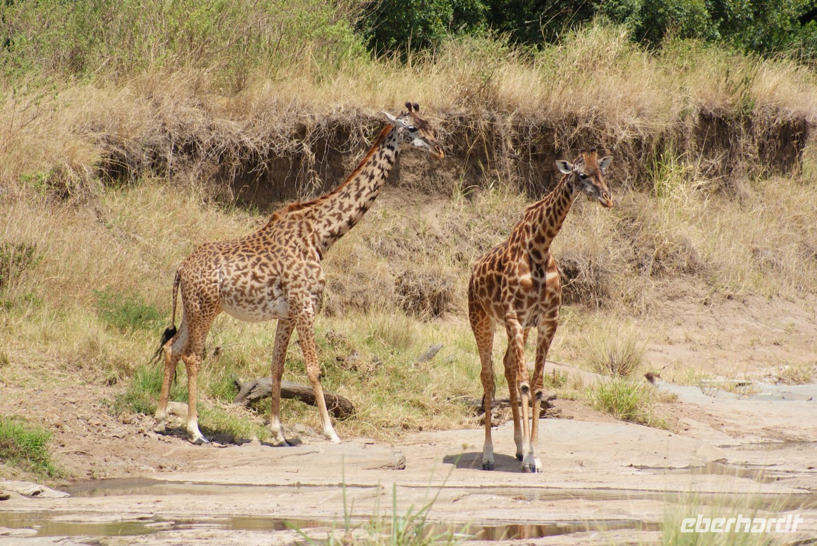232 GIraffen