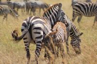 232 Zebras