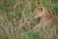 236 Löwen in der Masai Mara