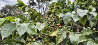 09 Arabica Kaffeekirschen
