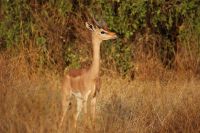 19 Gerenuk Antilope