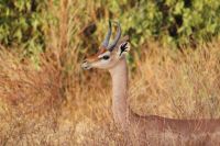 20 Gerenuk Antilope