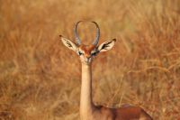 21 Gerenuk Antilope
