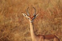 22 Gerenuk Antilope