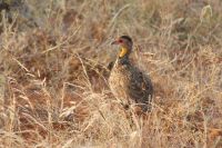 23 Gelbkehl-Frankolin