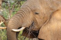 25 tolle Elefantenbegegnungen im Samburu Reservat