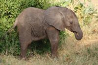 27 tolle Elefantenbegegnungen im Samburu Reservat