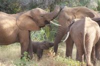 29 tolle Elefantenbegegnungen im Samburu Reservat