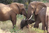 30 tolle Elefantenbegegnungen im Samburu Reservat