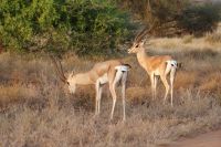 41 Grand Gazellen