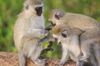 43 Grüne Meerkatzen