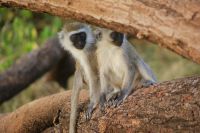 44 Grüne Meerkatzen