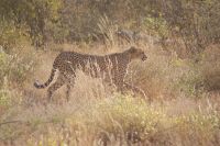 46 Gepardenbegegnung