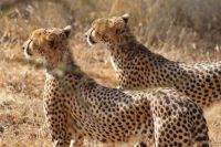 47 wir treffen 3 Brüder