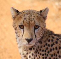 48 Geparden in Samburu