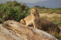 56 Katzennachmittag in Campnähe