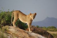 57 Katzennachmittag in Campnähe