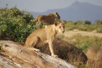 58 Katzennachmittag in Campnähe