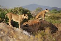 59 Katzennachmittag in Campnähe