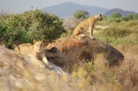 60 Katzennachmittag in Campnähe