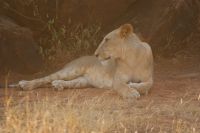 61 Löwen in Samburu