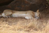 62 Löwen in Samburu
