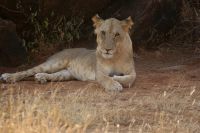 63 Löwen in Samburu