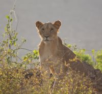 64 Löwen in Samburu