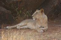 65 Löwen in Samburu