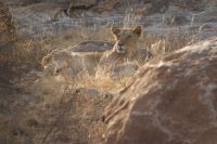 66 Löwen in Samburu