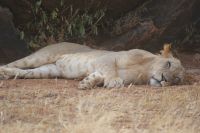 67 Löwen in Samburu