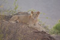 68 Löwen in Samburu