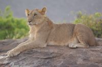 69 Löwen in Samburu