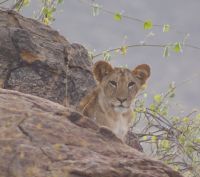 70 Löwen in Samburu