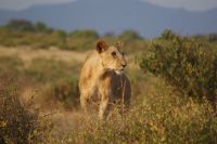 71 Löwen in Samburu