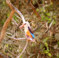 87 List, Eisvogelart