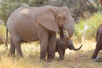 99 Elefanten in Samburu