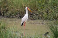 128 Nimmersattstorch