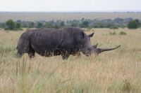 130 Breitmaulnashörner