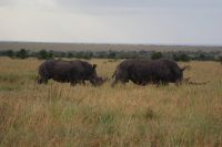 131 Breitmaulnashörner ziehen vorbei