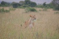 132 wir entdecken ein Löwenrudel