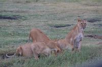 135 Löwen in Ol Pejeta Conservancy